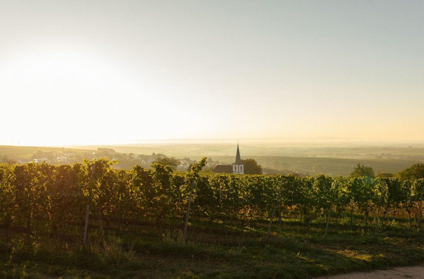 Blick auf das Weingut des Winzers Battenfeld Spanier bei Sonnenaufgang.