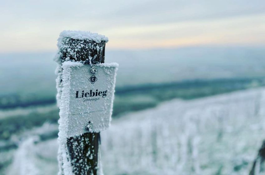 Weinreben im Winter des Winzers Schlossgut Liebieg.